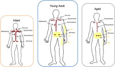 Brown and Beige Adipose Tissue and Aging